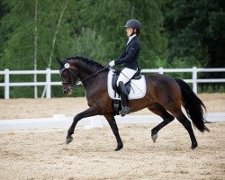 dressage horse Feivel K (Deutsches Reitpony, 2010, from Folklore)