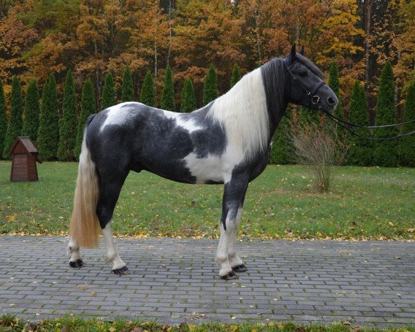 Pferd Zaibas (Polnisches edles Halbblut, 2013)