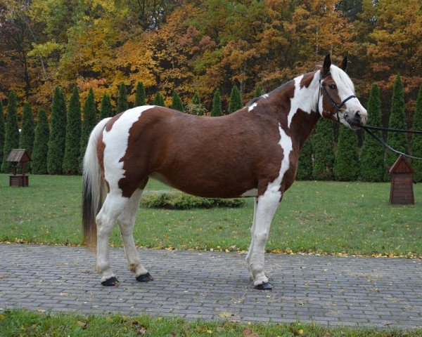 Pferd Tulpe (Polnisches Warmblut, 2010)