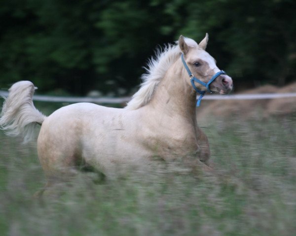 Pferd Triformis Caramba (Deutsches Reitpony, 2015, von Calypso)