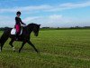 dressage horse Royal Lady 43 (Hanoverian, 2008, from Glock's Romanov)