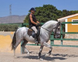 stallion Azabache LXI (Pura Raza Espanola (PRE), 2007, from Zafiro XIV)