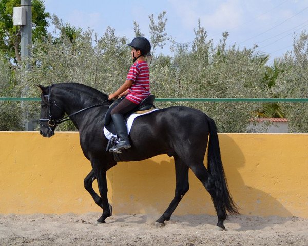 stallion BELICO X (Pura Raza Espanola (PRE), 2005)