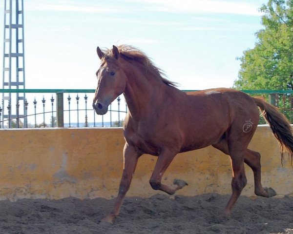 stallion LATINO C LA COPA (Andalusier, 2009)