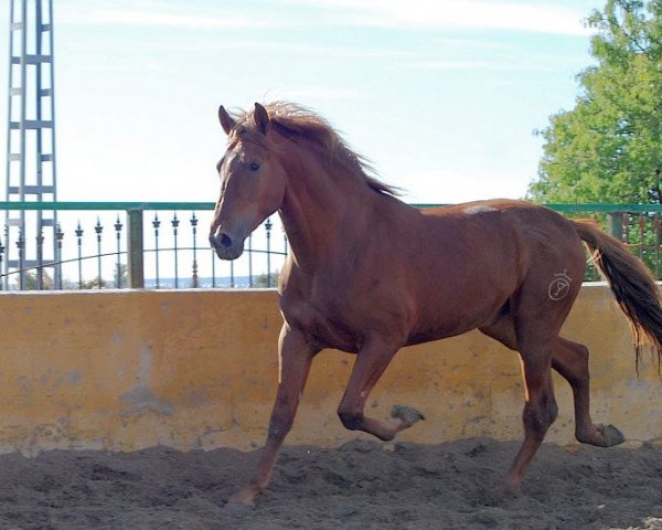 stallion Latino C la Copa (Andalusier, 2009)