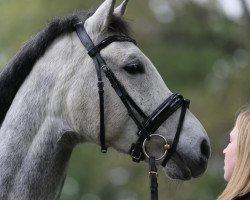 dressage horse Dukeboy (German Riding Pony, 2009, from Der feine Lord AT)