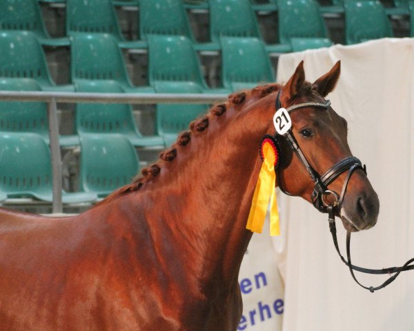stallion Don Farinelli (German Sport Horse, 2012, from Don Juan de Hus)