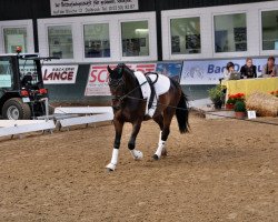 dressage horse Hermes M (Oldenburg, 2007, from Hotline)