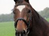 broodmare Donny Dollar (Hanoverian, 1998, from Donnerschlag)