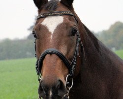 broodmare Donny Dollar (Hanoverian, 1998, from Donnerschlag)