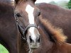 dressage horse Dark Chocolate 40 (Westphalian, 2015, from Dragon Hill)