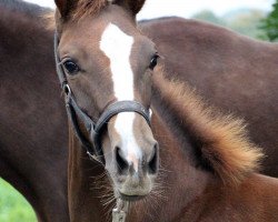 dressage horse Dark Chocolate 40 (Westphalian, 2015, from Dragon Hill)