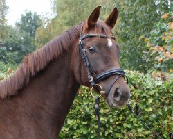 broodmare Solay A (Westphalian, 2013, from Spörcken)