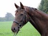 broodmare Billy Jean 25 (Hanoverian, 2011, from Bonifatius)