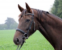 broodmare Billy Jean 25 (Hanoverian, 2011, from Bonifatius)