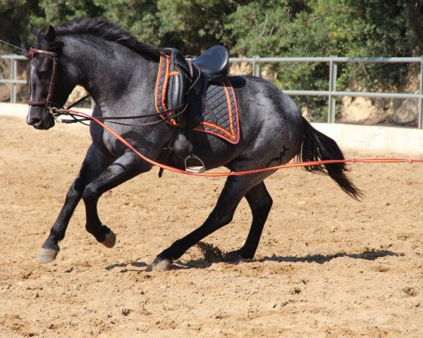 horse TRIANO (Andalusier, 2011)