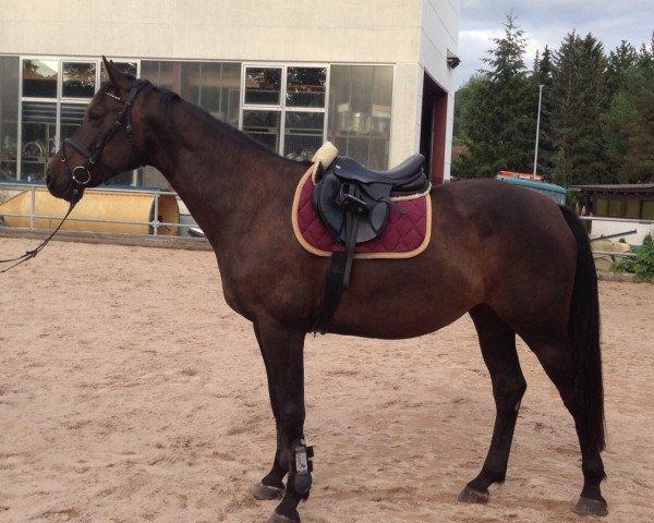 broodmare Coco Mademoiselle 4 (Holsteiner, 2010, from Casall Ask)