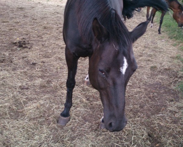 broodmare Herbstaster V (Trakehner, 1992, from Arrak)