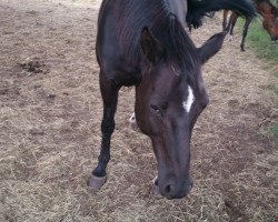 broodmare Herbstaster V (Trakehner, 1992, from Arrak)