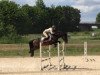 jumper Quo Vadis 61 (KWPN (Royal Dutch Sporthorse), 2010, from Quality Time)