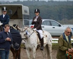 dressage horse Parys 5 (Polish Warmblood, 2009, from Hurmak AA)