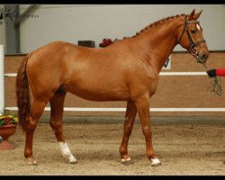 stallion Dormane du Puy (Selle Français, 1991, from Double Espoir)