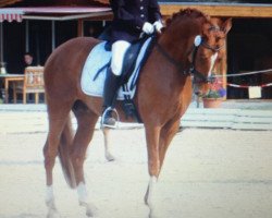 Dressurpferd Champ of Fire (Deutsches Reitpony, 2006, von FS Champion de Luxe)