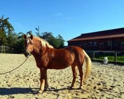 Pferd Jessika (Haflinger, 1992)