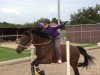 dressage horse Avalon (Pony without race description, 2005, from Pfalz-Zetor)