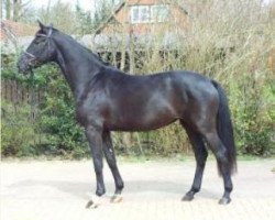 broodmare Dubai (Hanoverian, 2008, from Danone 4)