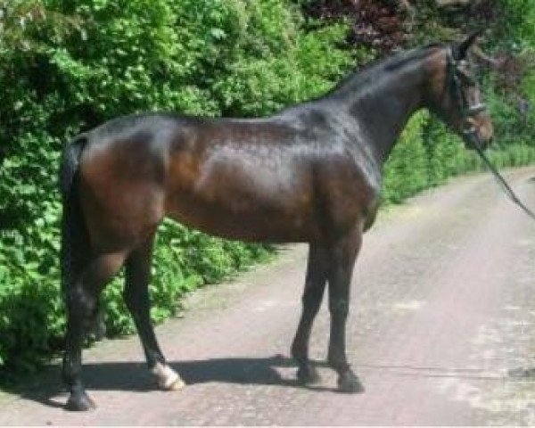 broodmare Loretta 247 (Hanoverian, 2007, from Light and Easy)