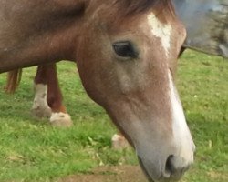 jumper Cold Case W.G (Zangersheide riding horse, 2015, from Cavalo Z)