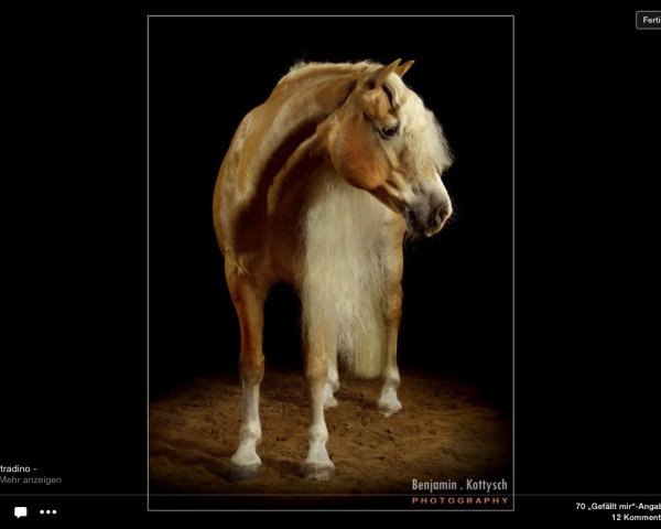 Pferd Stradino-W (Haflinger, 2006, von Straden)