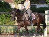 broodmare Dorina (German Riding Pony, 1992, from Black Boy)