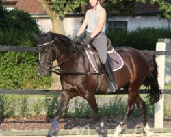 broodmare Dorina (German Riding Pony, 1992, from Black Boy)