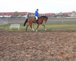 broodmare Cita (Zweibrücken, 2005, from Corleone)