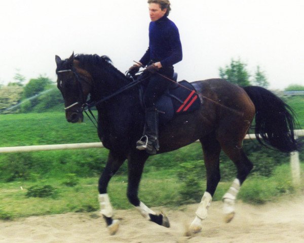 broodmare Tabsi (Hanoverian, 1987, from Tiroler xx)