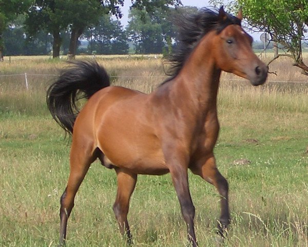 horse Arabah Said (Arabian thoroughbred, 1994, from Arabah Abbah EAO)