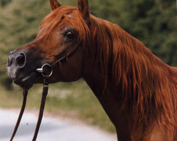 stallion Manial ox (Arabian thoroughbred, 1979, from Masir EAO)