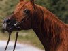 stallion Manial ox (Arabian thoroughbred, 1979, from Masir EAO)