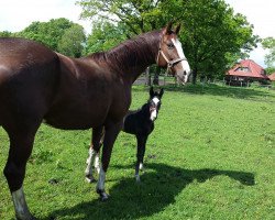 broodmare Donna Medici (Westphalian, 2001, from Don Schufro)