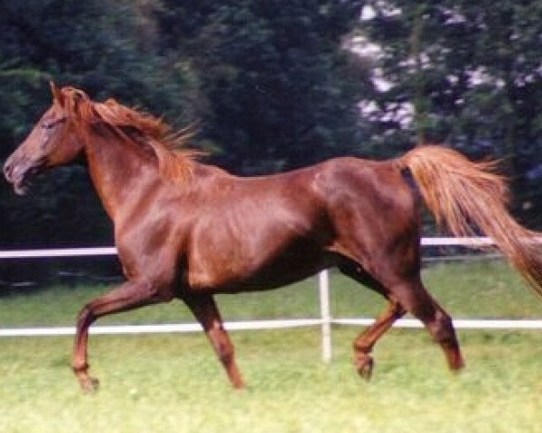 broodmare El Wa Ha Haddissura EAO (Arabian thoroughbred, 1986, from Ibn Galal ox)