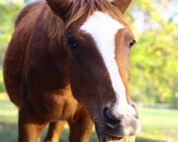 broodmare Donna Lux MD (Oldenburg, 2015, from Don Deluxe)