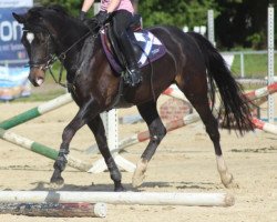 broodmare Diva 579 (German Riding Pony, 2006, from Der feine Lord AT)