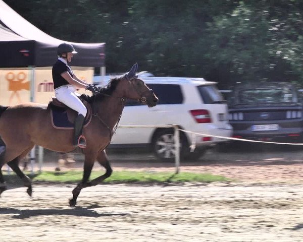 Reitturnier Heiligenwald 2020