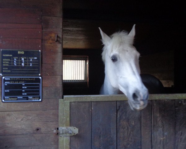 horse Sorbas (Shagya Arabian, 1990)