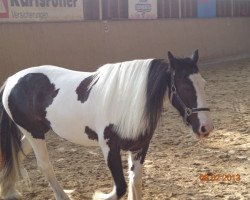 dressage horse Honey 8 (Tinker / Irish Cob / Gypsy Vanner, 2006)