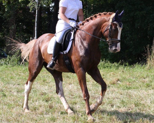 dressage horse Bon Balou 6 (Oldenburg, 2008, from Baloumiro)