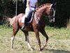 dressage horse Bon Balou 6 (Oldenburg, 2008, from Baloumiro)