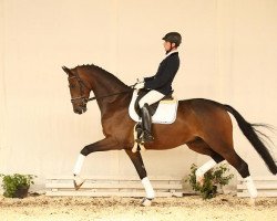 dressage horse Formotion (Hanoverian, 2010, from Fürst Nymphenburg)